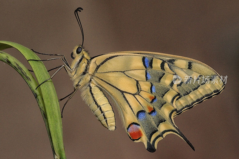 蝴蝶蝶(Papilio Machaon)